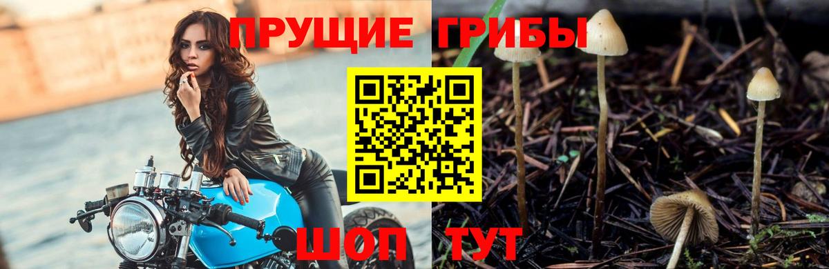Саяногорск  Псилоцибиновые грибы прущие грибы  Вход с VPN 